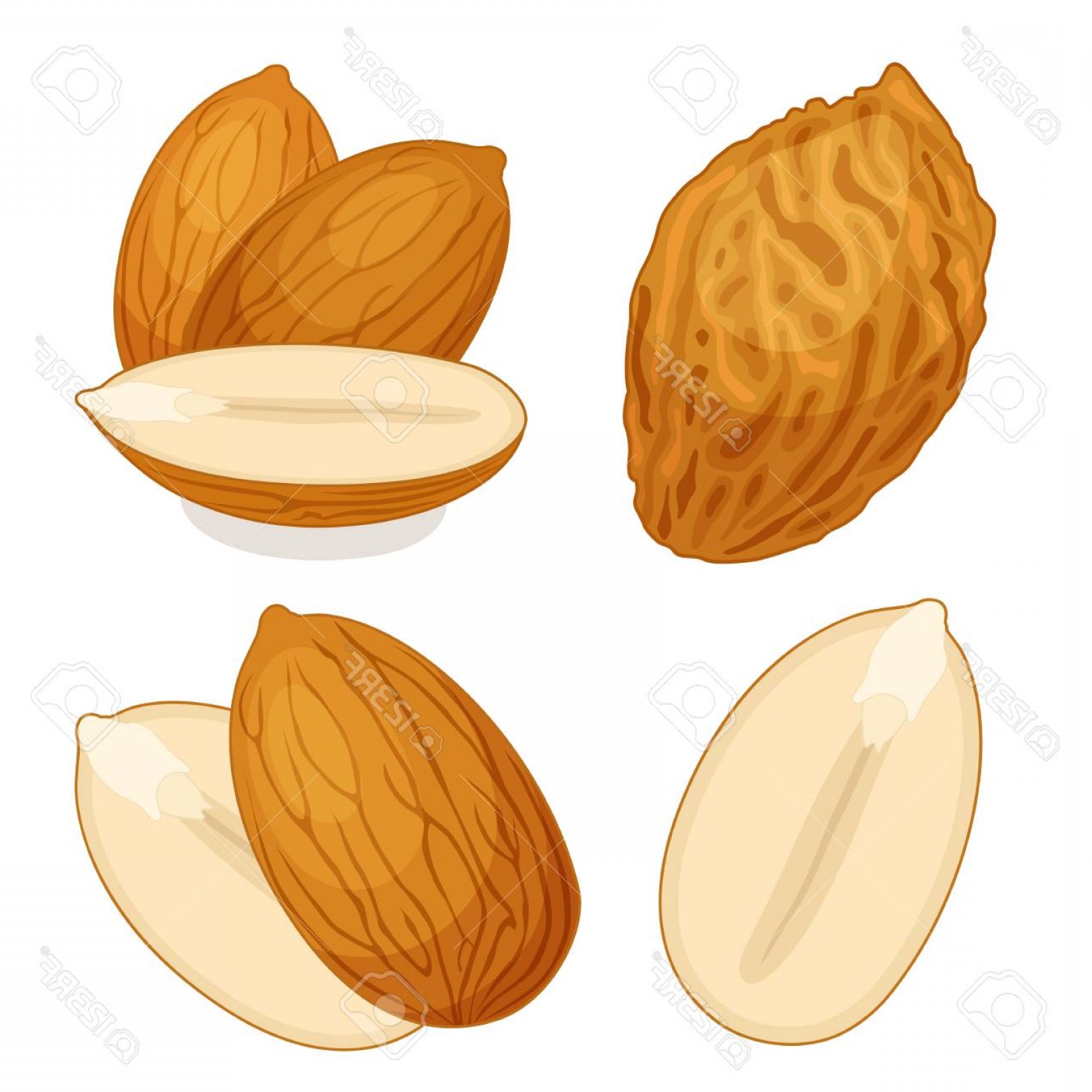 Photostock Vector Almond Vector A Set Of Whole Half And Almond 1560x1560 Photostock Vector Almond Vector A Set Of Whole Half And Almond