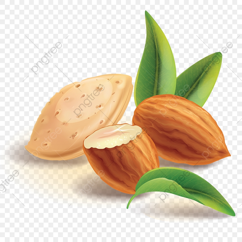 Realistic Almond Nuts Vector, Almond Nuts, Almond, Almond Vector 800x800 Realistic Almond Nuts Vector, Almond Nuts, Almond, Almond Vector