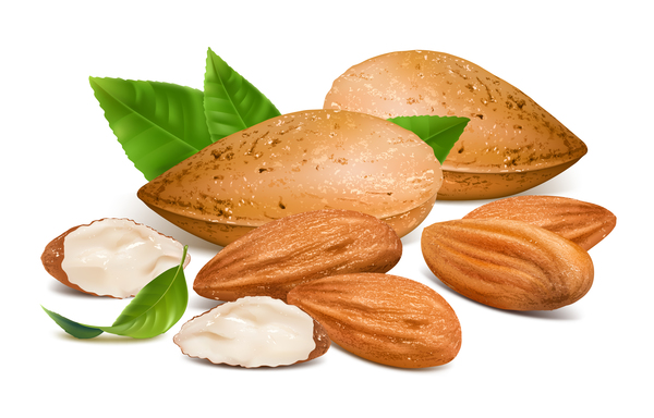 Realistic Almond With Green Leaves Vector Free Download 600x384 Realistic Almond With Green Leaves Vector Free Download