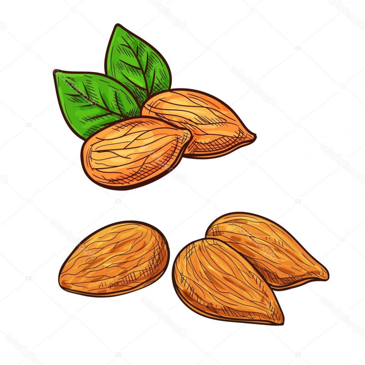 Stock Illustration Almond Isolated Vector Icon Soidergi 1228x1228 Stock Illustration Almond Isolated Vector Icon Soidergi