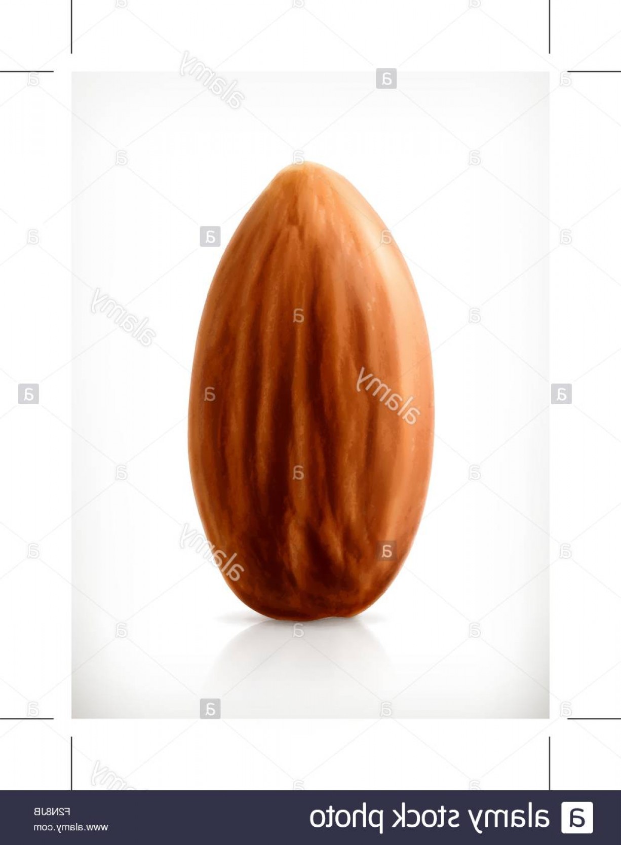 Stock Photo Almond Vector Icon Soidergi 1226x1668 Stock Photo Almond Vector Icon Soidergi