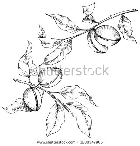 Stock Vector Almond In A Vector Style Isolated Solated 450x470 Stock Vector Almond In A Vector Style Isolated Solated