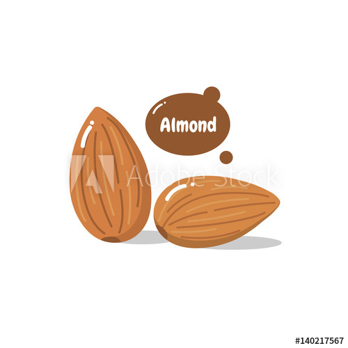 Almond Vector 500x500 Almond Vector