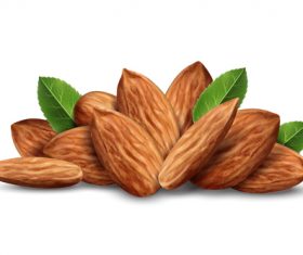 Almond Vector 280x235 Almond Vector