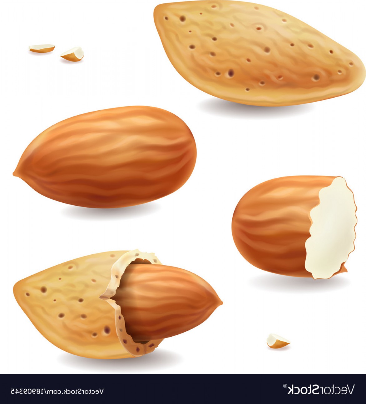 1172x1296 Almond Nuts With Shell Isolated Realistic Vector Soidergi
