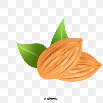 Almond Png, Vector, And Clipart With Transparent Background 360x360 Almond Png, Vector, And Clipart With Transparent Background