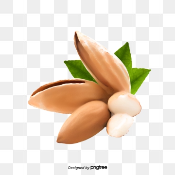 Almond Vector, Free Download Almonds, Almond Milk, Almond Nuts 360x360 Almond Vector, Free Download Almonds, Almond Milk, Almond Nuts