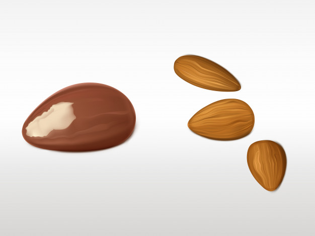 Almond Vectors, Photos And Free Download 626x469 Almond Vectors, Photos And Free Download