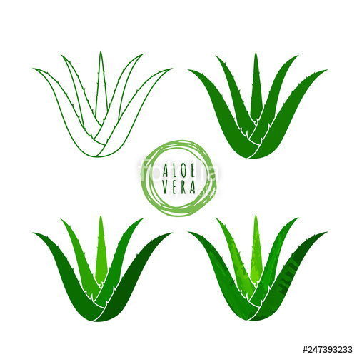 500x500 Aloe Vera Logo Vector Illustration On White Background Stock