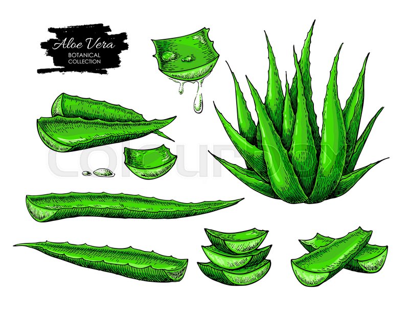 800x618 Aloe Vera Vector Illustration Set Stock Vector Colourbox