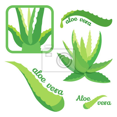 400x400 Aloe Vera Vector Set Posters For The Wall Posters Agave, Gel