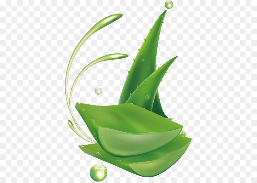 Aloe Vera Vector at Vectorified.com | Collection of Aloe Vera Vector ...