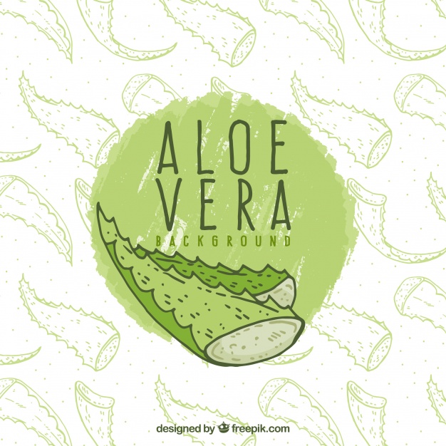 626x626 Hand Drawn Aloe Vera Background Vector Free Download