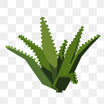 360x360 Aloe Vera Png Images Vector And Free Download