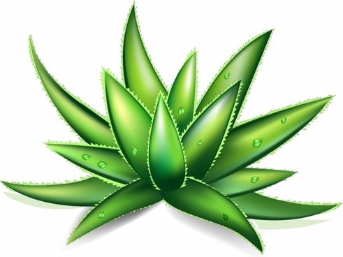 491x368 Vector Aloe Vera Plant Free Vector Download