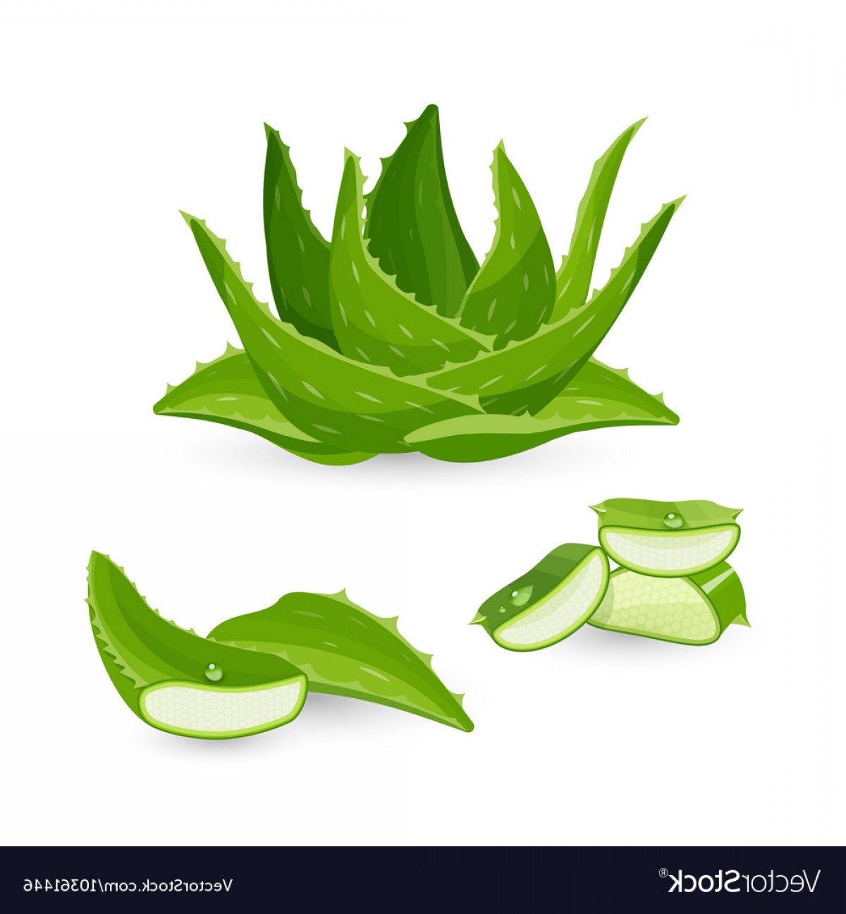 1200x1296 Aloe Vera Plant And Its Parts Vector Soidergi