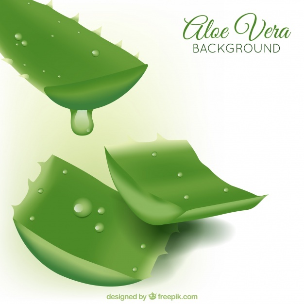 626x626 Aloe Vera Vectors, Photos And Free Download