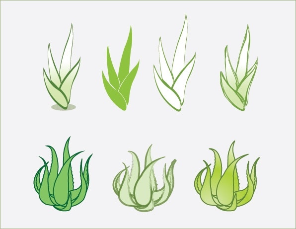 596x461 Aloe Vector Free Vector In Adobe Illustrator
