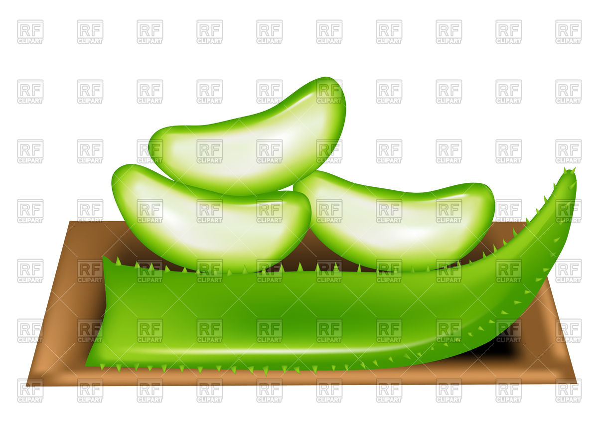 1200x849 Aloe Vera Vector Image Of Plants And Animals Arkela
