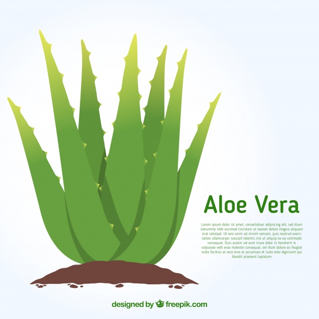 626x626 Aloe Vera Background Vector Free Download
