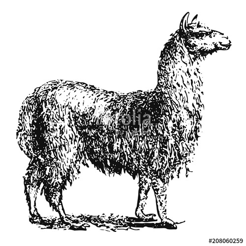 Alpaca 500x500 Alpaca
