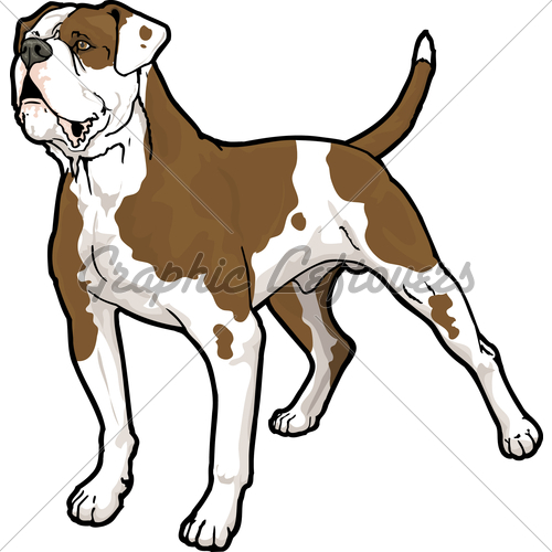500x500 American Bulldog Gl Stock Images