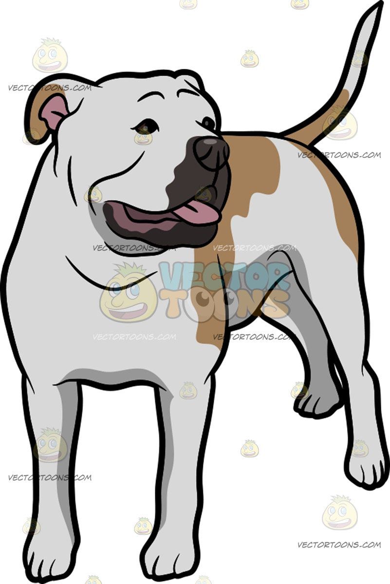 801x1200 An American Bulldog Observing Its Surrounding An American Bulldog