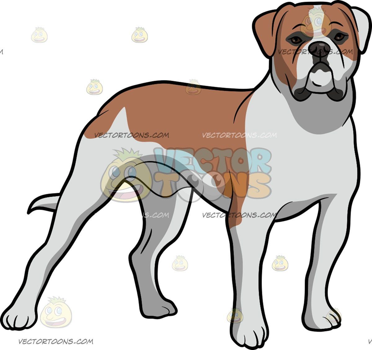 1200x1128 An American Bulldog Staring Ahead An American Bulldog With White