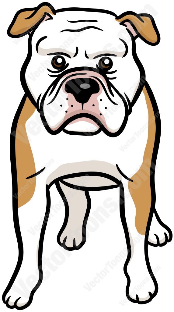 572x1024 Brown And White American Bulldog