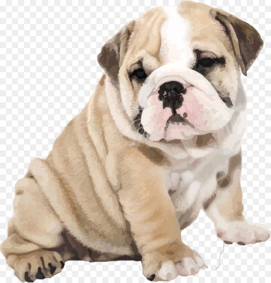 1080x1128 Png American Bulldog Old English Bulldog Iphone S Pup Createmepink