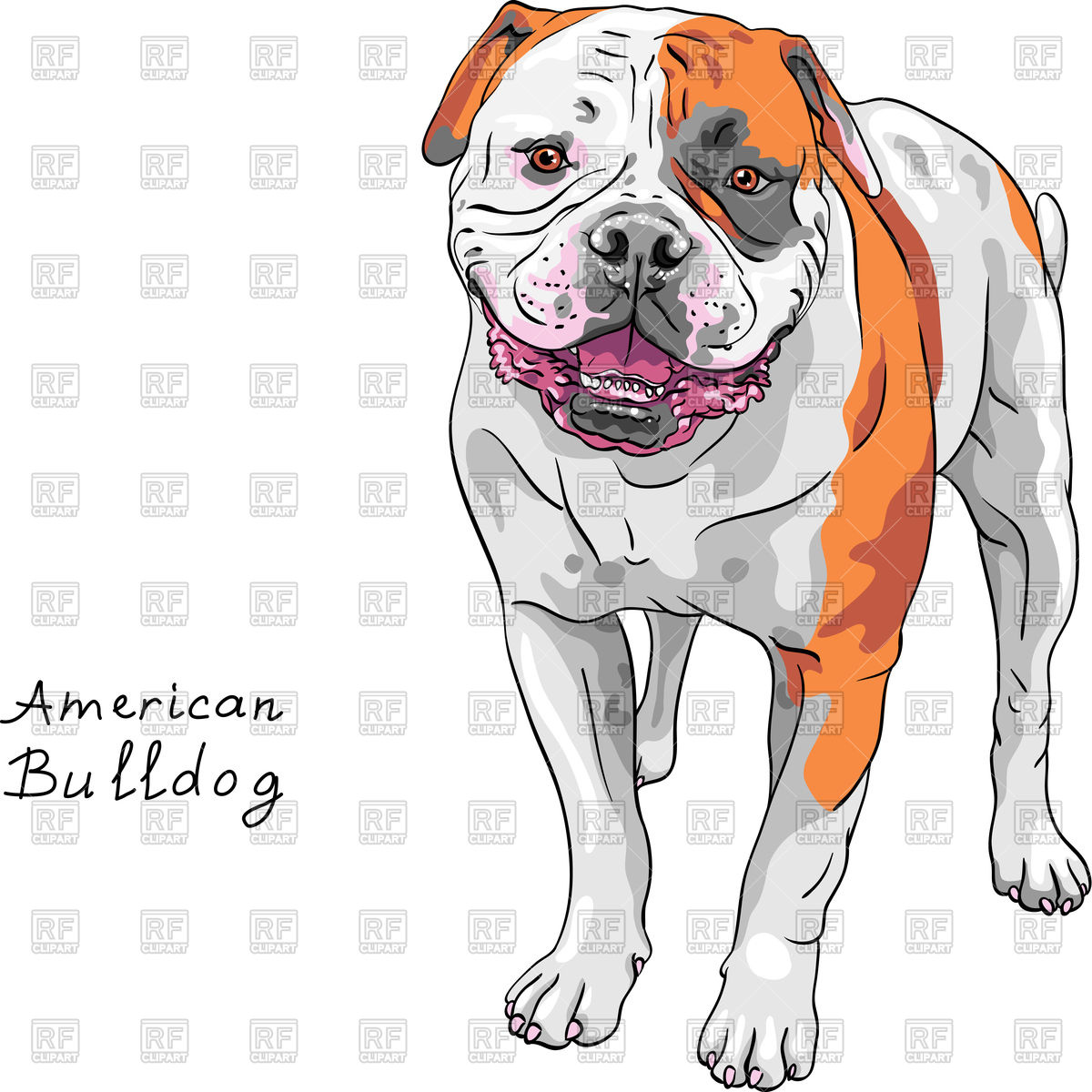 1200x1200 Sketch Of Dog American Bulldog Breed Standing And Smiling Vector