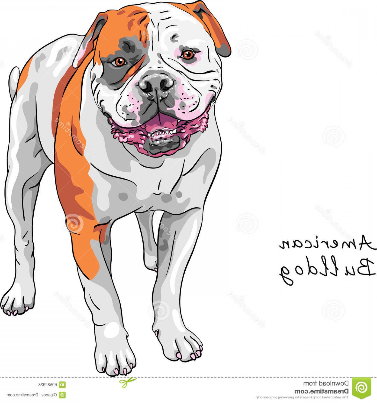 1560x1668 Stock Illustration Vector Sketch Dog American Bulldog Breed Color