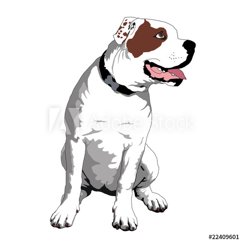 500x500 American Bulldog