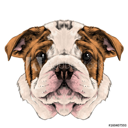 500x500 Dog Breed American Bulldog Head With White And Red Color, Sketch
