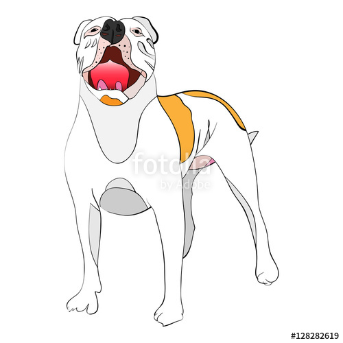 500x500 Giant American Bulldog Stock Image And Royalty Free Vector