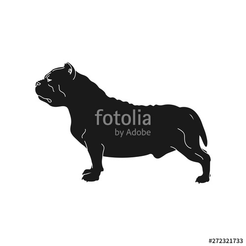500x500 Dog Breed American Bully On White Background Vector Illustration