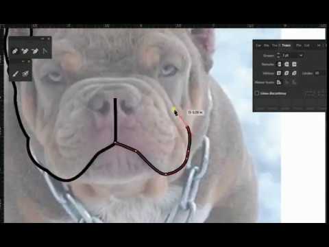 480x360 Exotic Bully Vector Icon Illustration