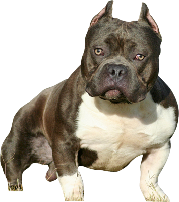 Free Free American Bully Svg Free 136 SVG PNG EPS DXF File