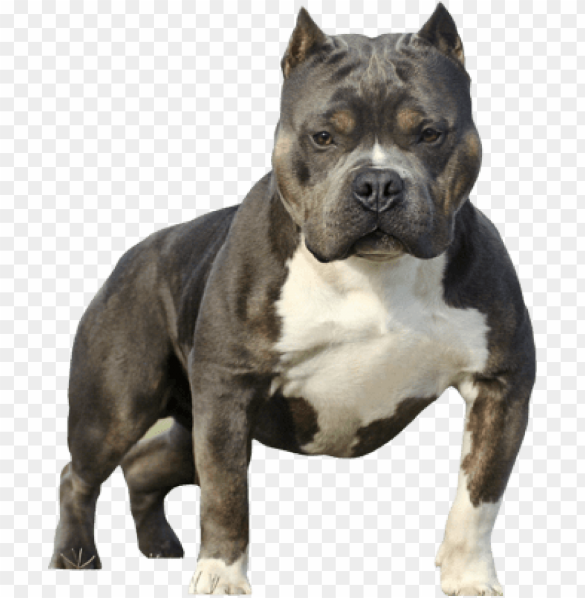 Download American Bully Vector at Vectorified.com | Collection of ...