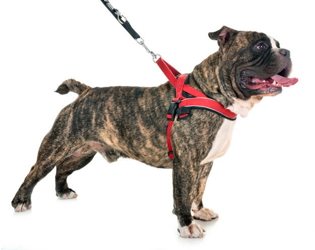 626x497 American Bully Vectors, Photos And Free Download