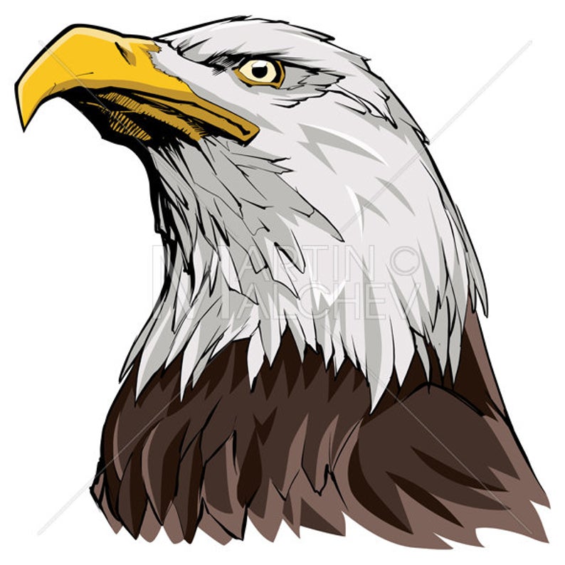 794x794 Bald Eagle Vector Illustration Head American Bald Bird Etsy