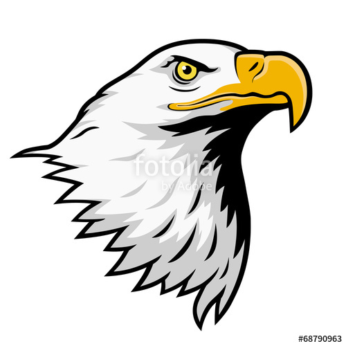 500x500 Bald Eagle, American Eagle, Color Version Stock Image