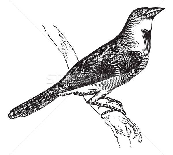 600x536 Americana Stock Vectors, Illustrations And Cliparts Stockfresh