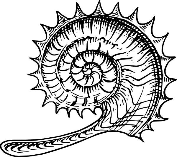 600x535 Ammonite Clip Art