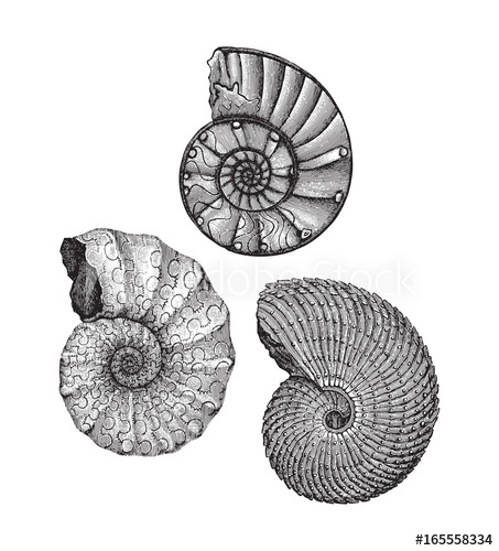 453x500 Ammonites