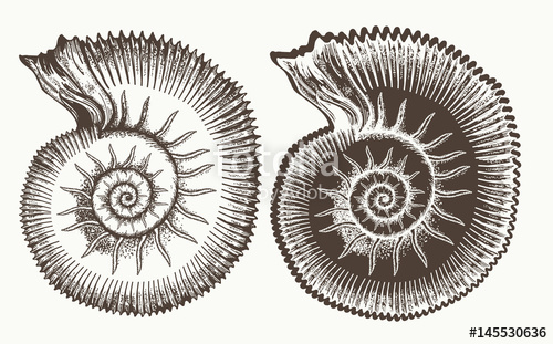 500x311 Ancient Ammonites Hand Drawn Vector Great Ammonite Shell
