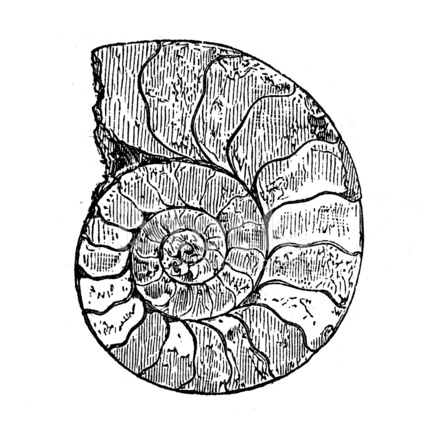 426x439 Antique Illustration Of Ammonite Stock Vector