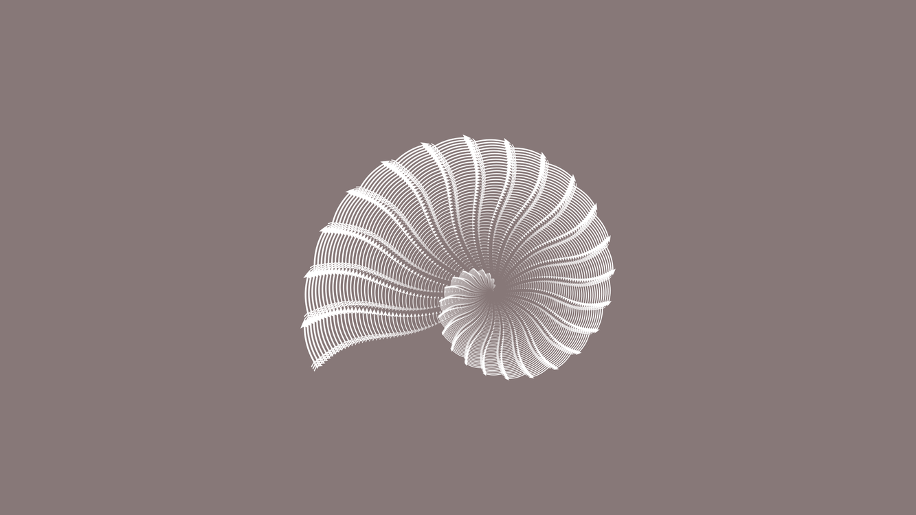 1333x750 Nautilida,close Up,spiral Clipart