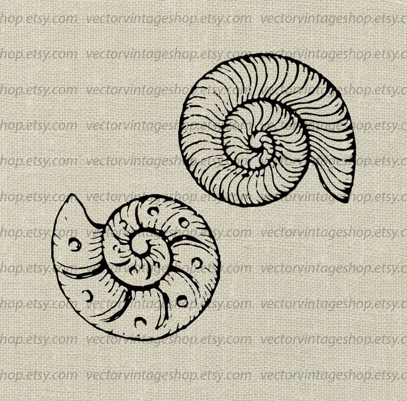 794x783 Seashells Clip Art Vector Graphic Ammonite Sea Shell Summer Etsy