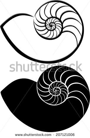 306x470 Ammonite Drawing